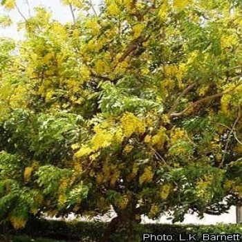 Cassia Sieberiana